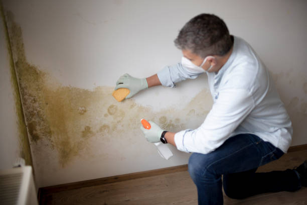 Best Comprehensive Air Testing for Mold Contaminants  in Stansberry Lake, WA