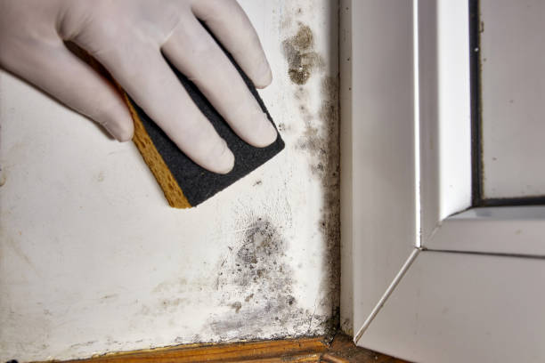 Best Mold Odor Removal Services  in Stansberry Lake, WA